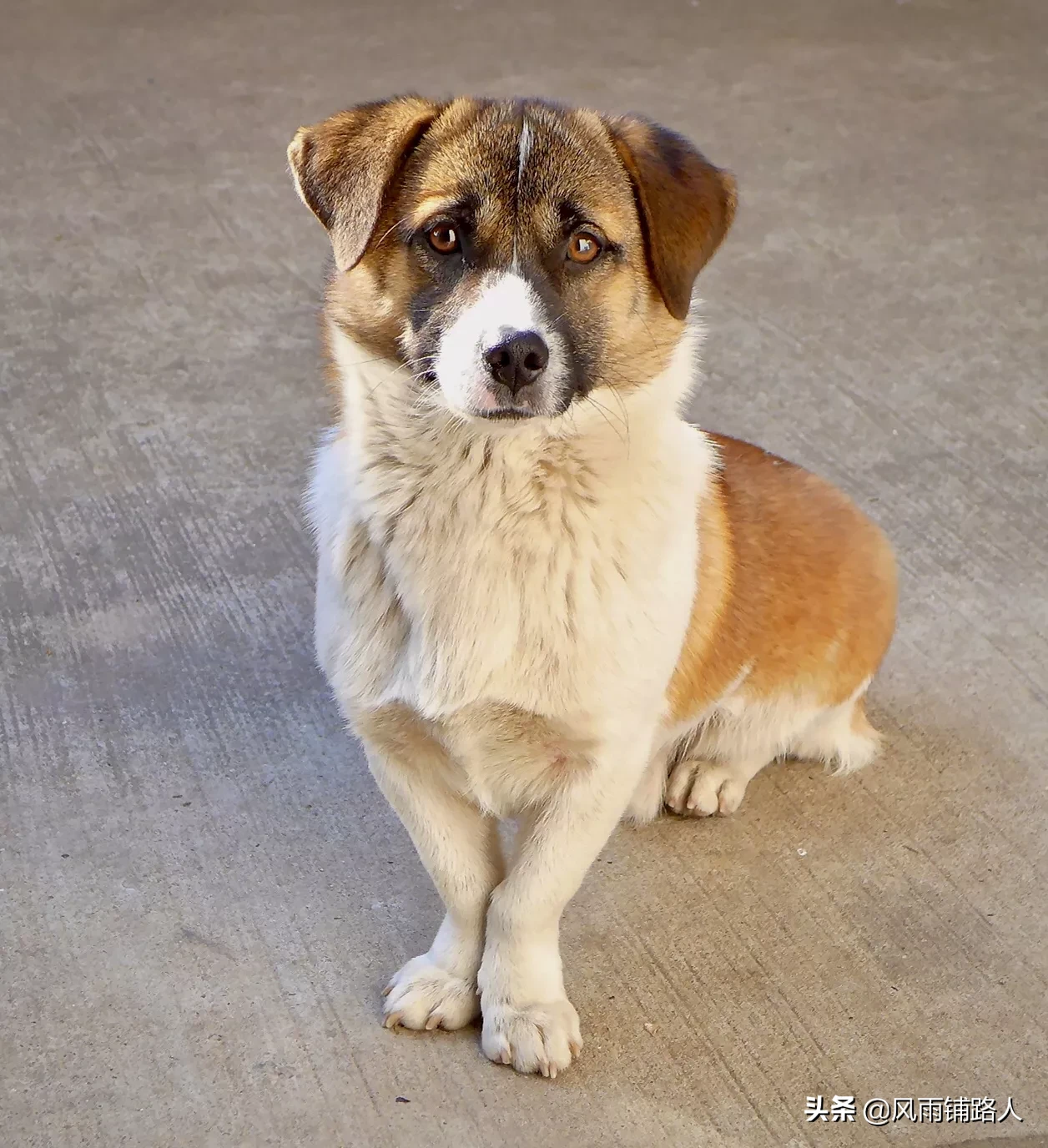 你给狗拍过最可爱的照片是什么?