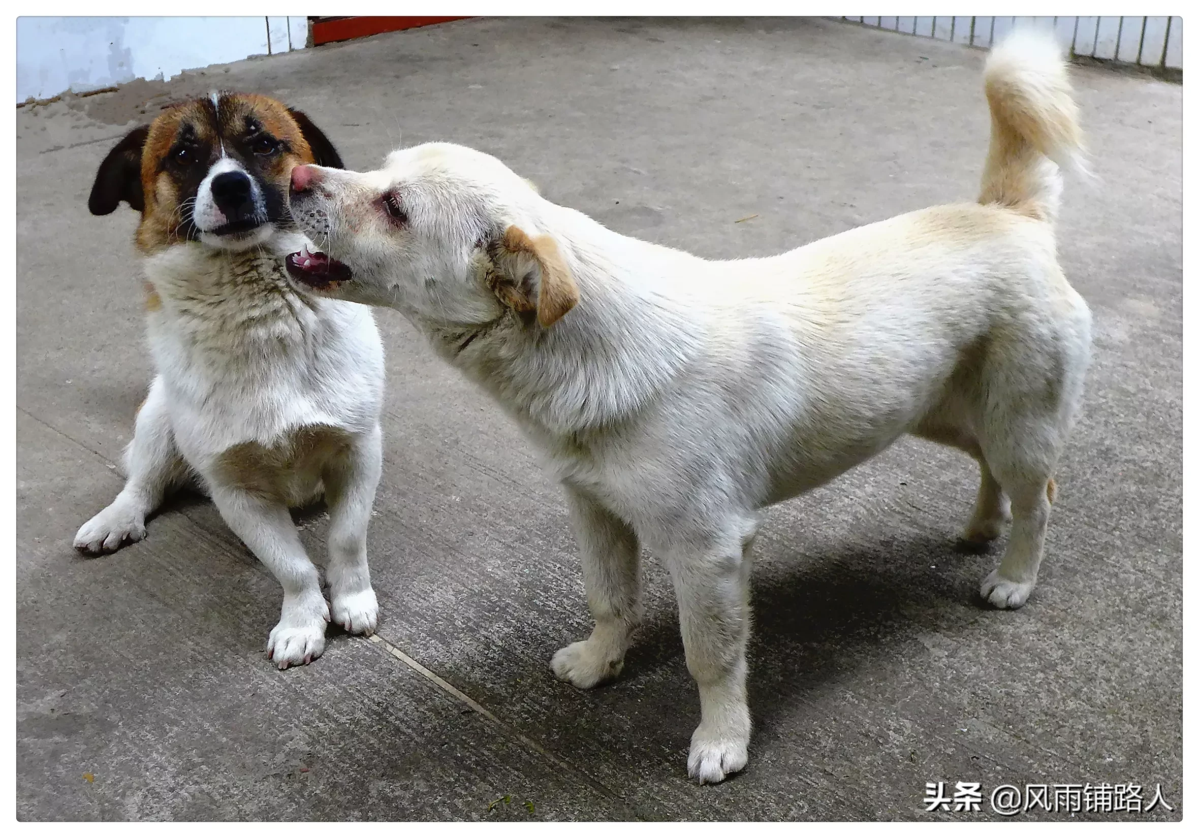 你给狗拍过最可爱的照片是什么?