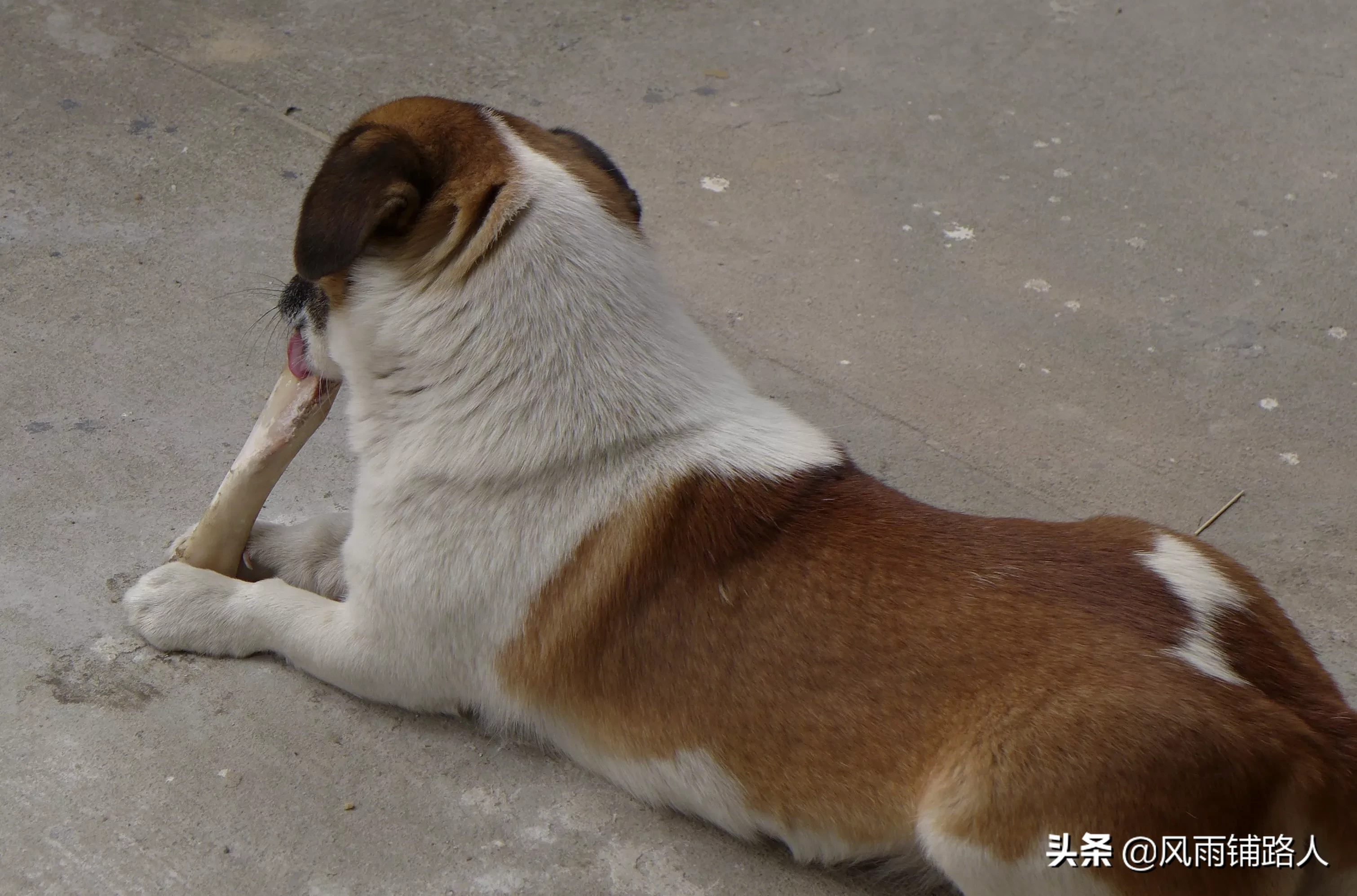 你给狗拍过最可爱的照片是什么?