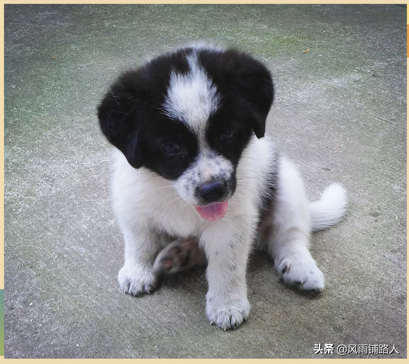 你给狗拍过最可爱的照片是什么?