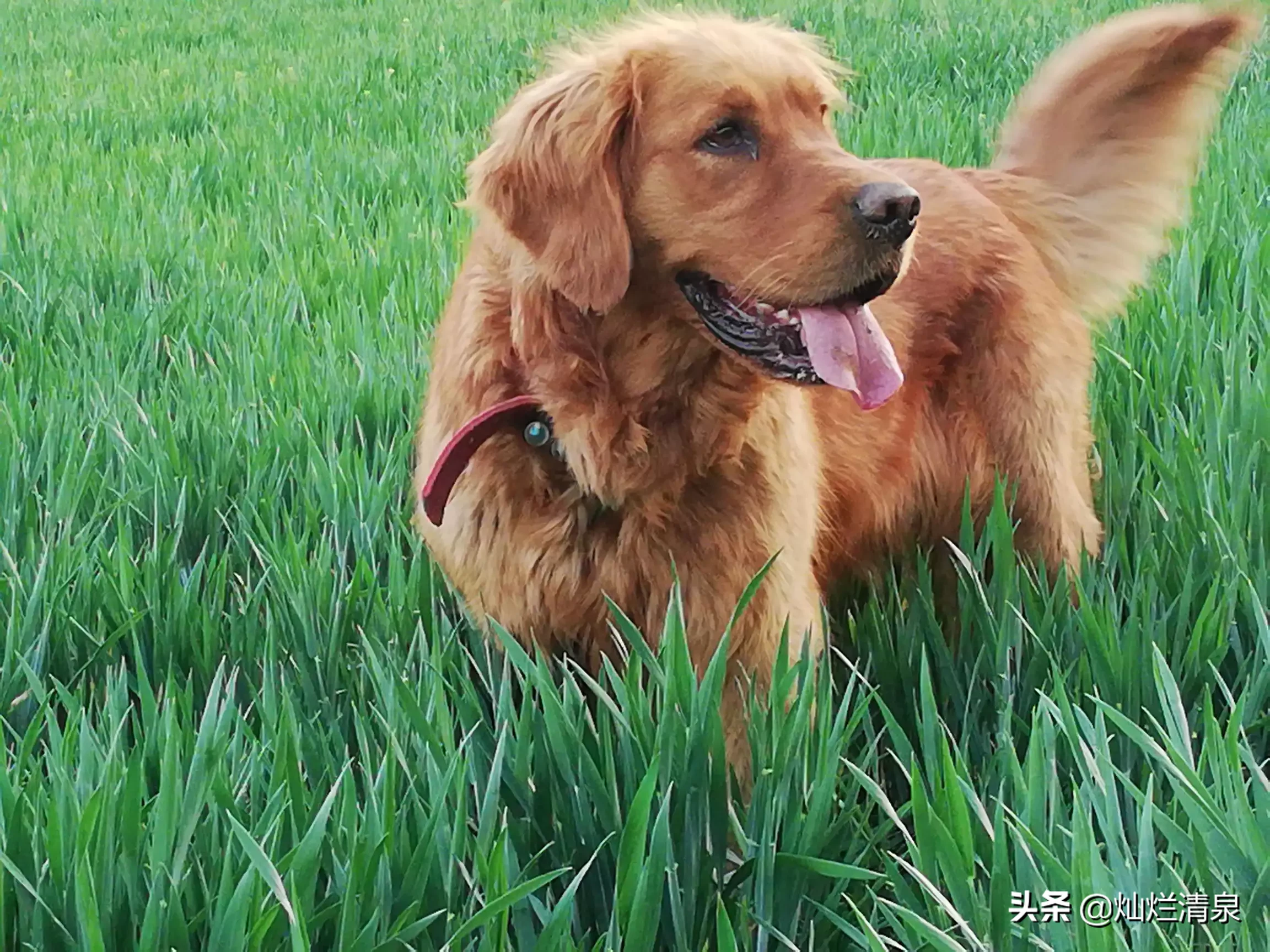 你给狗拍过最可爱的照片是什么?