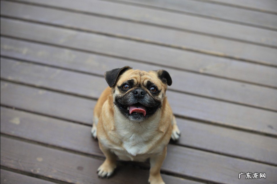 你给狗拍过最可爱的照片是什么?