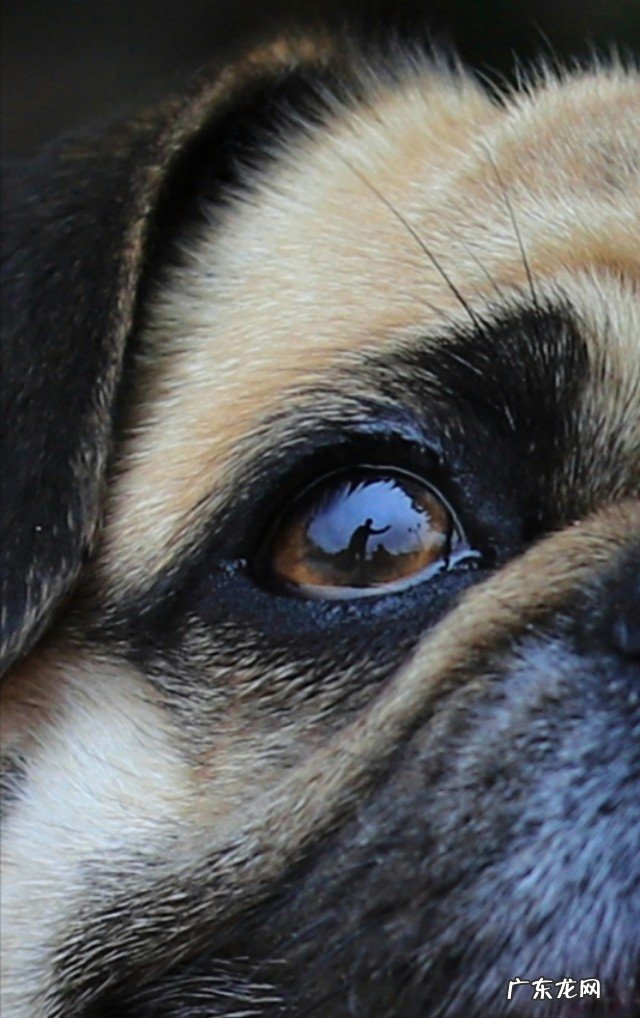 你给狗拍过最可爱的照片是什么?