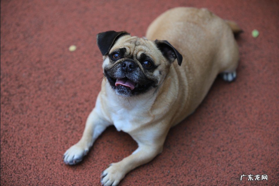 你给狗拍过最可爱的照片是什么?