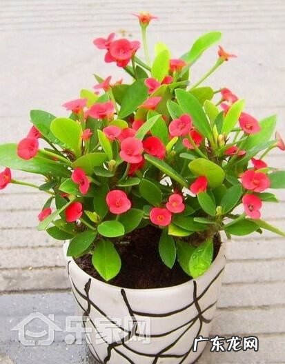 种珊瑚树有什么好处 珊瑚树从风水上看室内种植物好吗