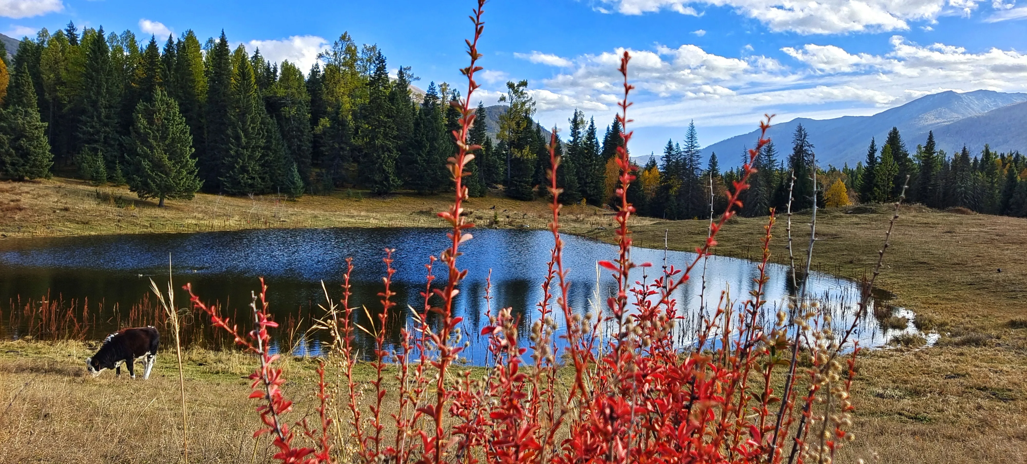 新疆有哪些景色值得一看,内地人来不能错过哪些美景和美食?