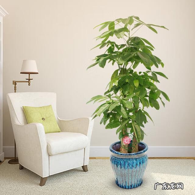 绿宝的风水和寓意 绿宝树的风水作用