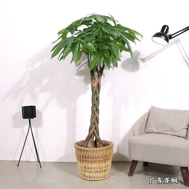 绿宝的风水和寓意 绿宝树的风水作用