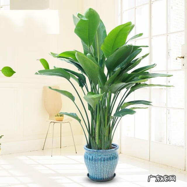 绿宝的风水和寓意 绿宝树的风水作用