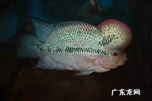 罗汉鱼风水讲究及摆放 罗汉地形风水