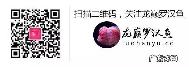 罗汉鱼风水讲究及摆放 罗汉地形风水