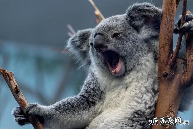 树袋熊考拉的英语是什么 树袋熊英文怎么说