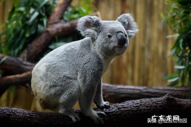 树袋熊考拉的英语是什么 树袋熊英文怎么说