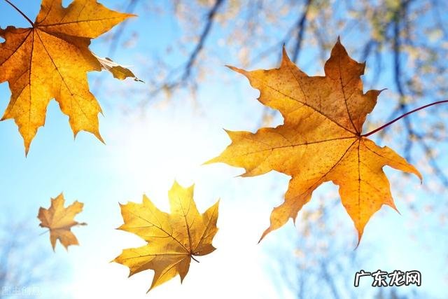 傲斗凌云攻略 傲斗凌天 攻略