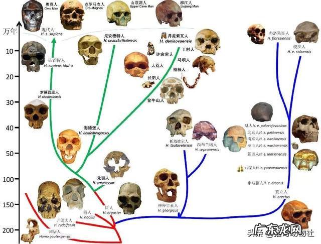 从生物学基因角度分析,人与人之间生出的孩子算不算杂交?