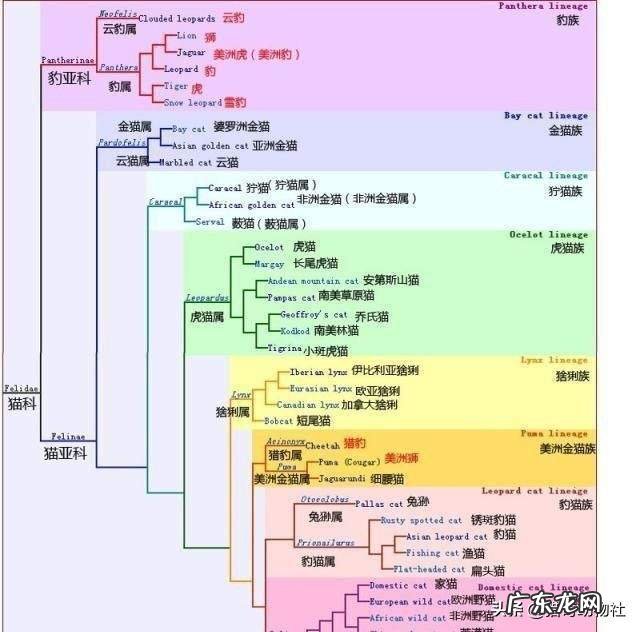 从生物学基因角度分析,人与人之间生出的孩子算不算杂交?