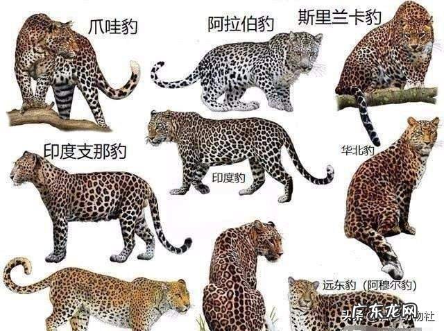 从生物学基因角度分析,人与人之间生出的孩子算不算杂交?