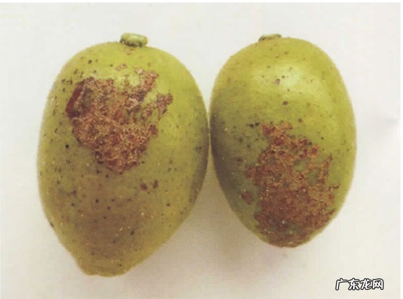 嘴上起黄皮疮图片 黄皮疮图片