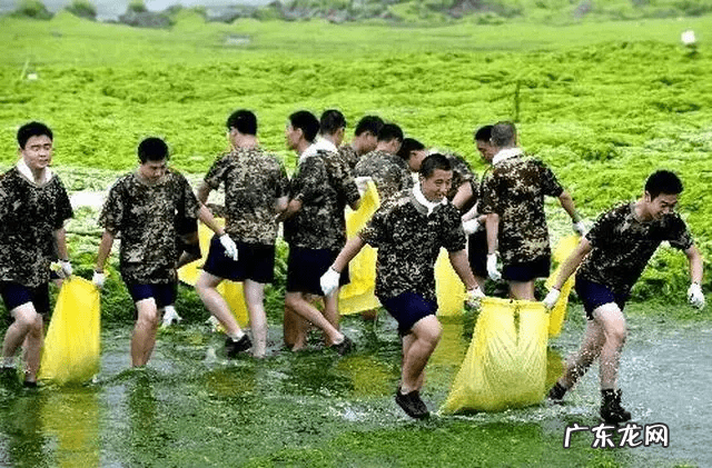海白菜的坏处 海白菜的功效与作用