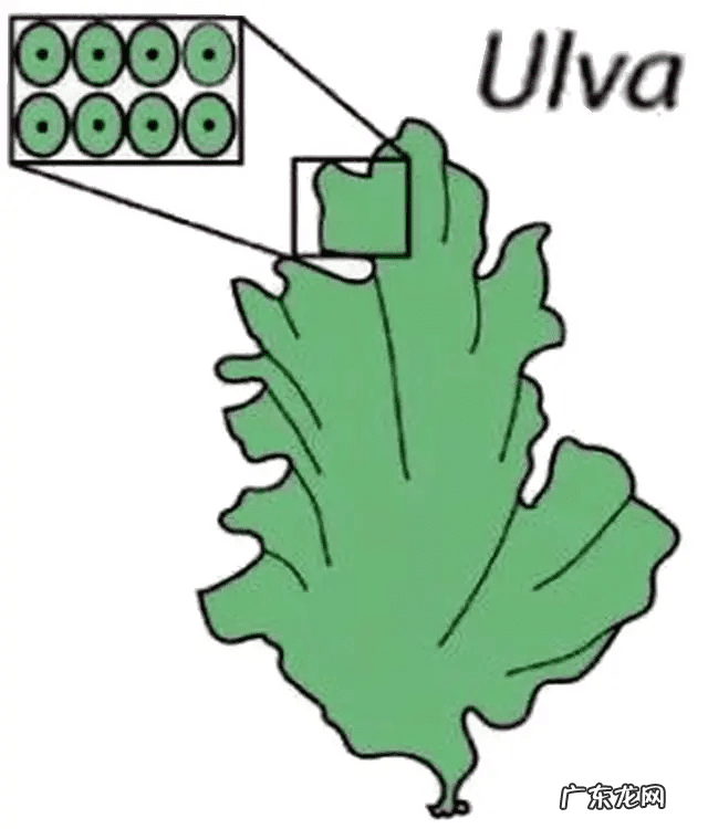 海白菜的坏处 海白菜的功效与作用