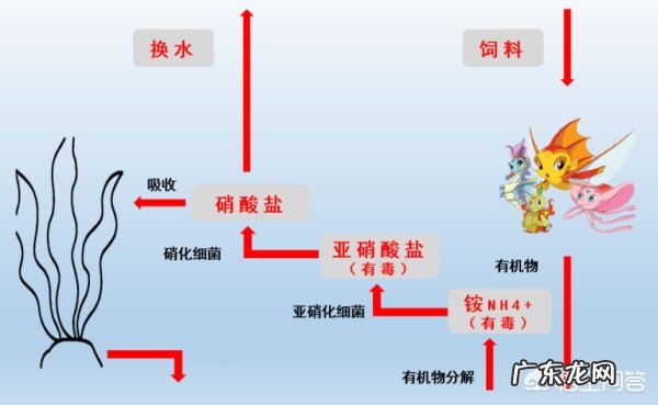 新手怎么养鱼?