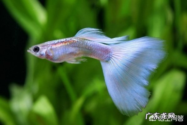 新手怎么养鱼？