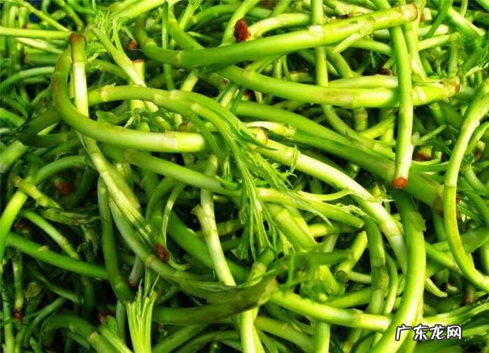 芦蒿是什么 芦蒿