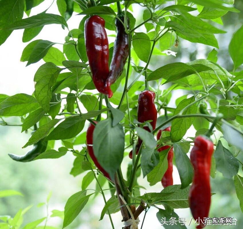 为什么家里不能种辣椒 阳台怎么种尖椒