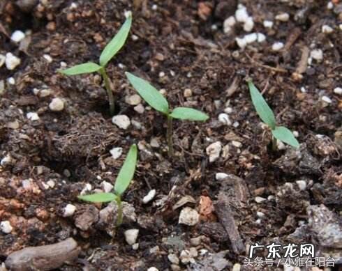 为什么家里不能种辣椒 阳台怎么种尖椒