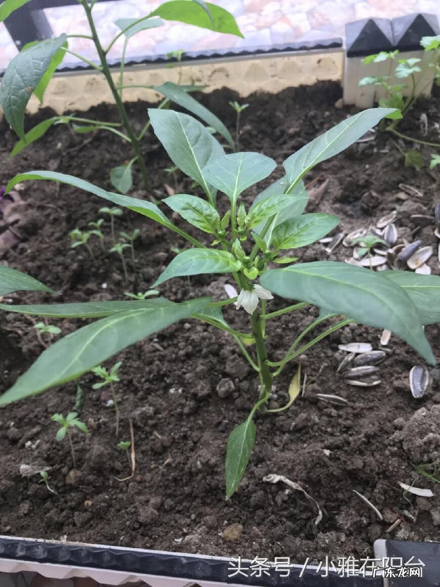 为什么家里不能种辣椒 阳台怎么种尖椒