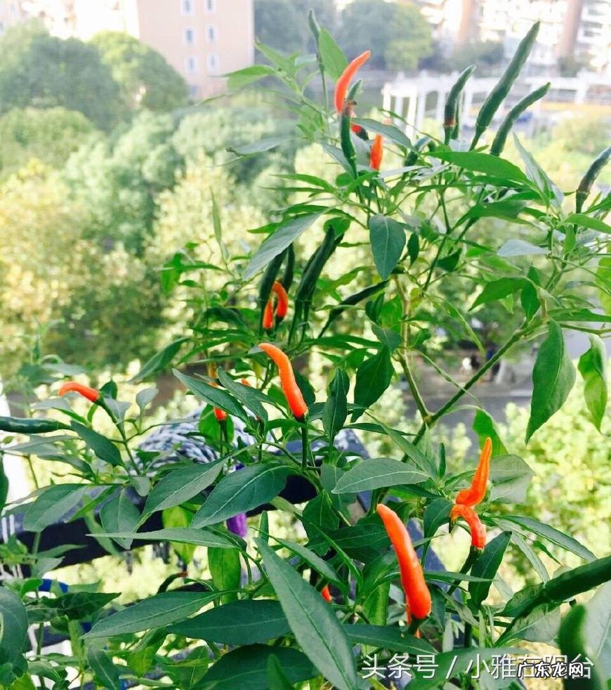 为什么家里不能种辣椒 阳台怎么种尖椒