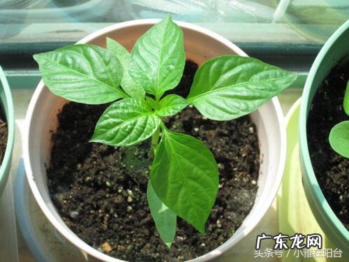 为什么家里不能种辣椒 阳台怎么种尖椒