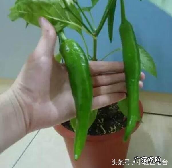 为什么家里不能种辣椒 阳台怎么种尖椒