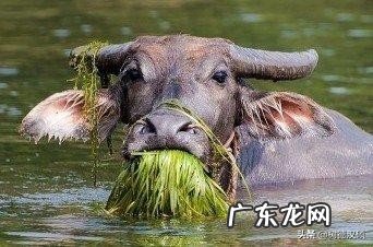 属牛男跟属马女真的不能结婚吗?