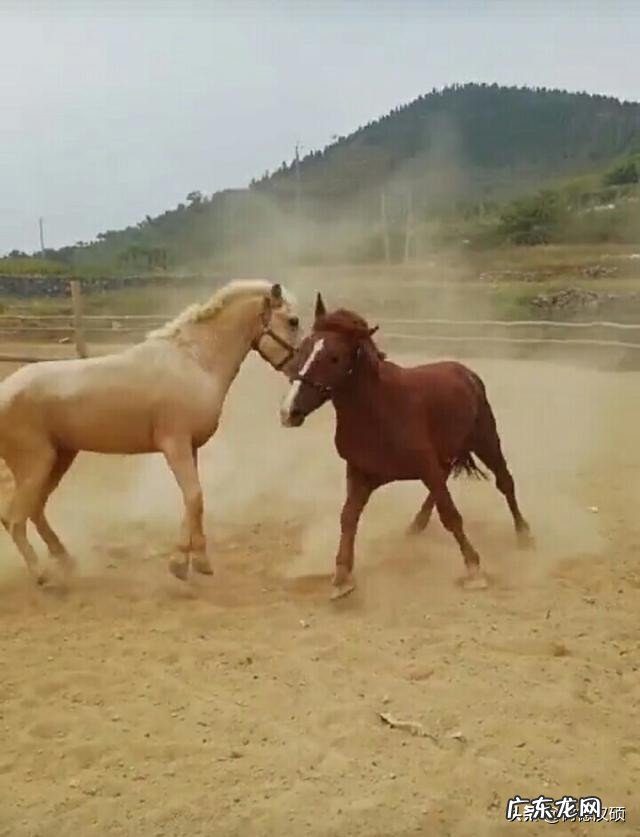 属牛男跟属马女真的不能结婚吗?