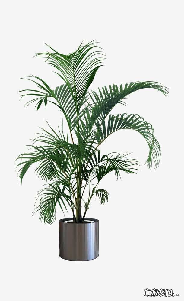 散尾竹怎么管理？