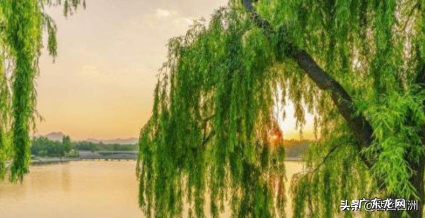 描写柳树的诗句?