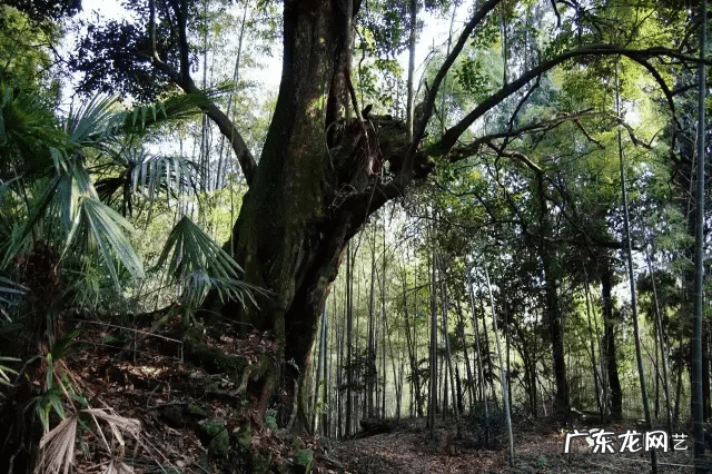 太公在此风水牌 太公在此风水的作用