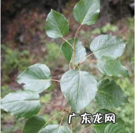 用上成语草长莺飞写一句话 用草长莺飞造句子