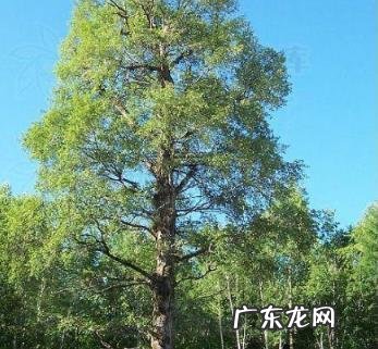 用上成语草长莺飞写一句话 用草长莺飞造句子