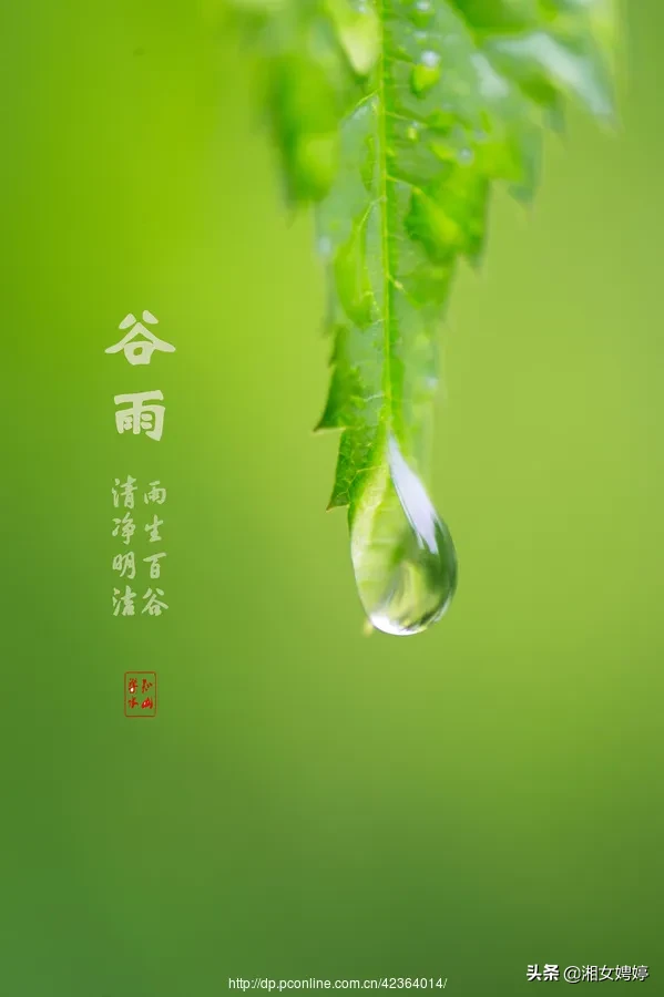 明天谷雨,“谷雨无雨,交回田主”是什么意思?无雨是指当天无雨吗?