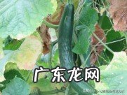 惊蛰之后可以种黄瓜吗?怎么种?