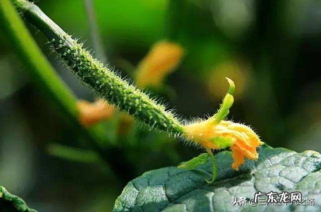 惊蛰之后可以种黄瓜吗?怎么种?