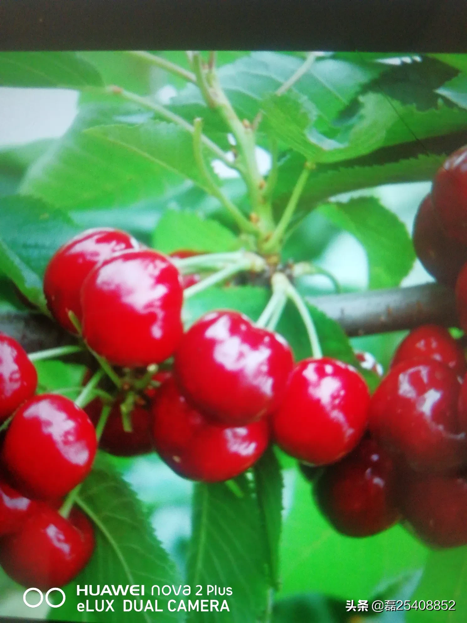 惊蛰之后可以种黄瓜吗?怎么种?