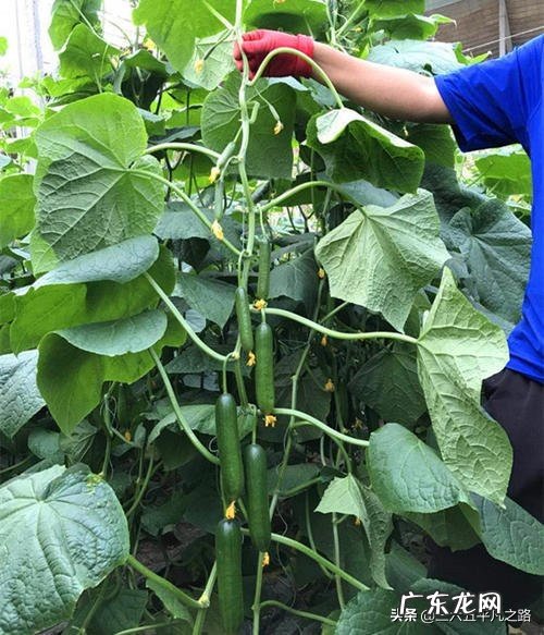 惊蛰之后可以种黄瓜吗?怎么种?