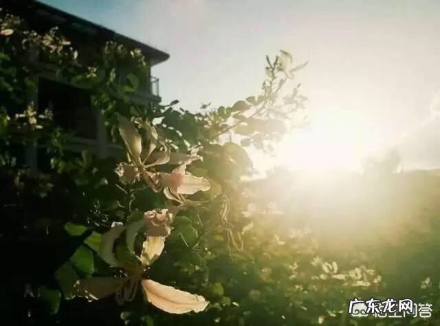 我一直不相信“日有所思夜有所梦”这句话,你是否发现梦的内容白天压根就没想过?