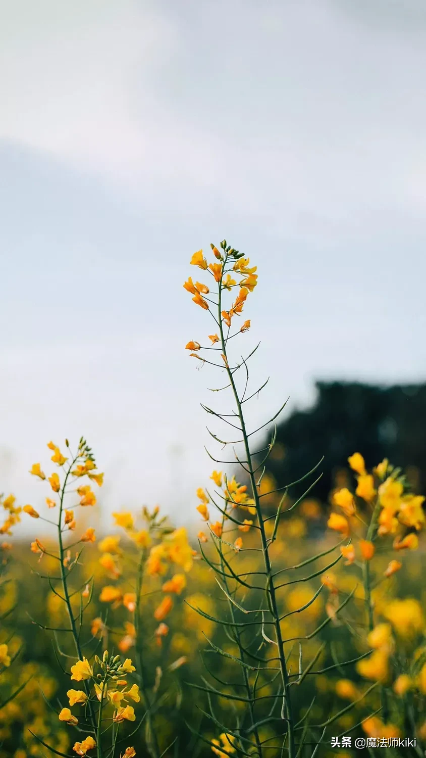 学校大扫除让家长过去干活,对于这种现象大家是接受还是反对?