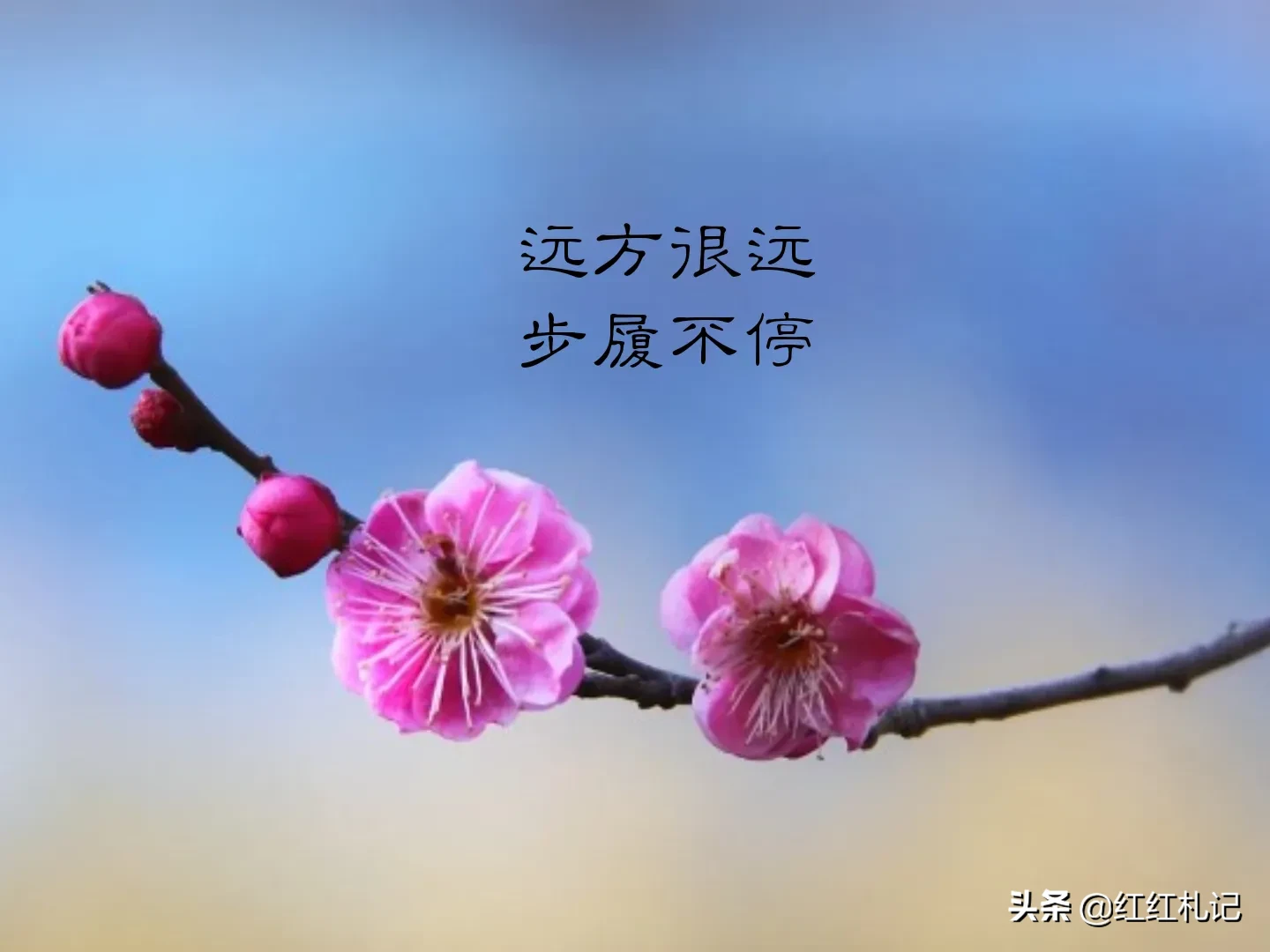 有哪些令你美到心醉的句子?