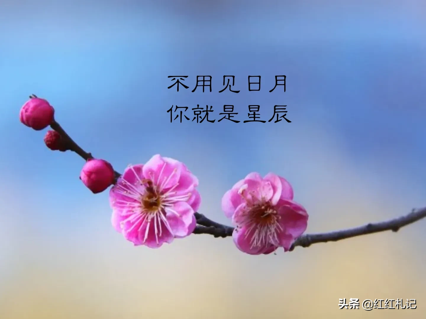 有哪些令你美到心醉的句子？