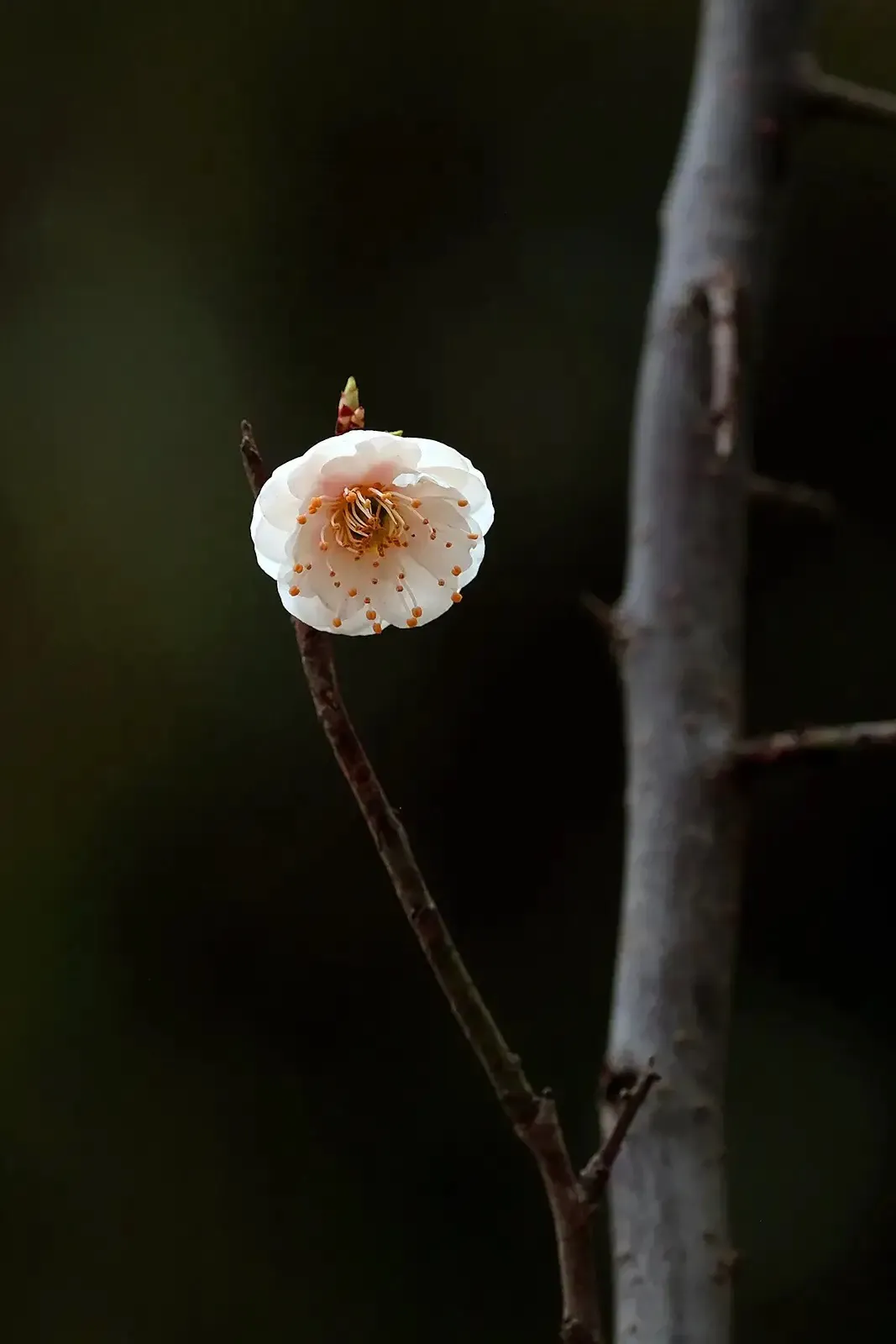 有哪些令你美到心醉的句子?